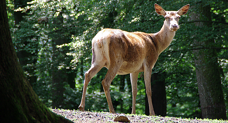 Mit dem Auto befahrbar: Der Wildpark Daun Damwild im Wildpark Daun, Foto: Jochen Hank